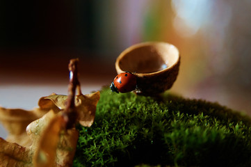 
ladybug on green grass with dry leaves and drops of water
