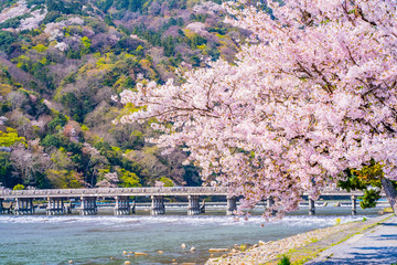 京都の春の風景 嵐山の満開の桜 日本