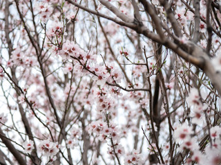 Blossom tree branch flower spring almond