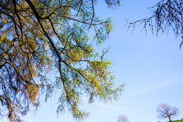 tree branches in springtime with beautiful blue sky