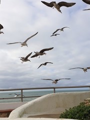 seagulls on the beach