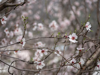Blossom tree branch flower spring almond