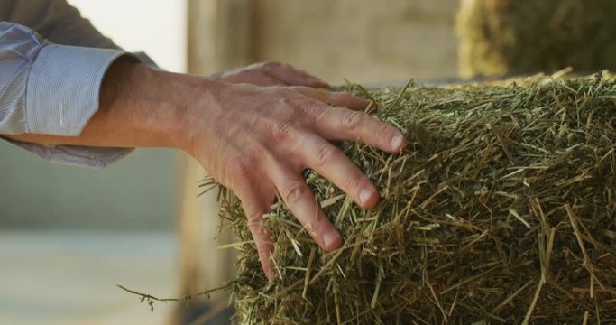 Close up shot of an young successful man farmer is controlling with his hands at the moment harvested biologic mulched alfalfa plant. Concept:  silage, green manure, environment, livestock fodder