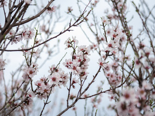 Blossom tree branch flower spring almond