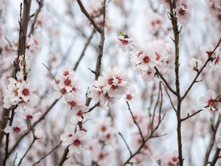 Blossom tree branch flower spring almond