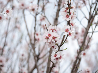 Blossom tree branch flower spring almond