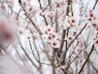 Blossom tree branch flower spring almond