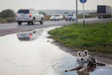 a dirty stray dog lies in a large puddle on the side of the road against the background of blurred road signs and passing cars