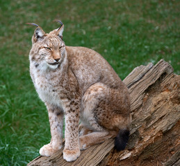Obraz premium lynx sitting in the green grass