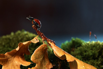 
ladybug on green grass with dry leaves and drops of water
