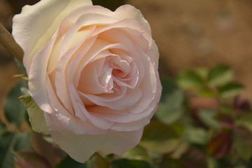 Close up of a beautiful white Rose, Rosa blooming in a garden of West Bengal, India, selective focusing