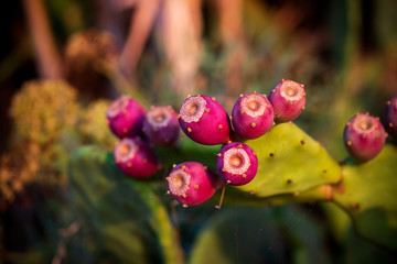 Prickly pear cactus with fruit in purple color (Opuntia, Fico d'India), cactus spines