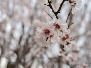 Blossom tree branch flower spring almond