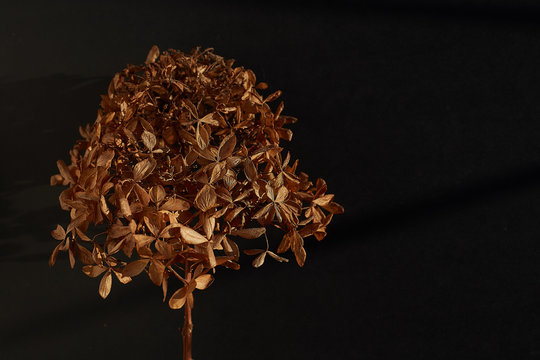 Dried Hydrangea Flowers On A Black Background