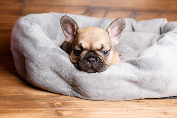 french bulldog puppy lying on the floor