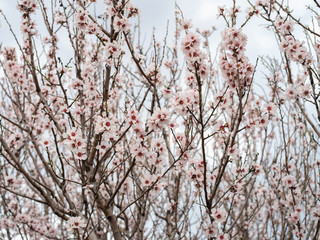 Obraz premium Blossom tree branch flower spring almond