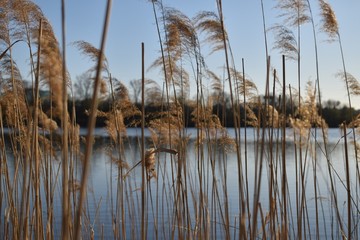 reeds in the water