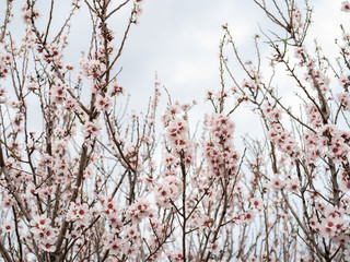 Blossom tree branch flower spring almond