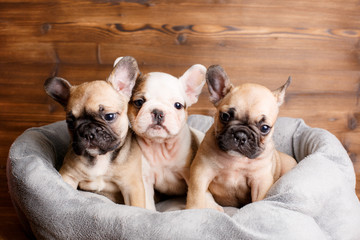 french bulldog puppies