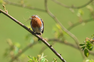 Robin with hay in its beak