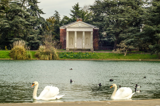 Swans in the pond at Gunnersbury Park in Hounslow, West London UK