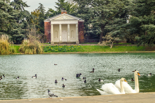 Swans in the pond at Gunnersbury Park in Hounslow, West London UK