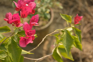 Some beautiful paper flower or bougainvillea it&rsquo;s called Booganbel inHindi and Marathi, Cherei in Manipuri, Baganbilas in Bengali, Kathigala Puvvu in Telugu. In my area we call it kagaz phool in close