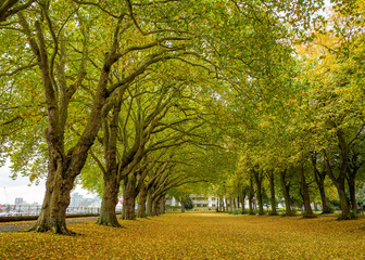 Naklejka premium Beautiful park in London during autumn 