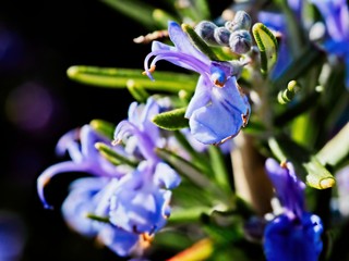 Rosemary flowers bloom in the springtime, close-up