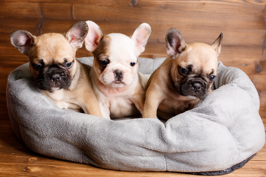 group of puppies french bulldog puppies