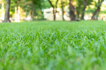 green grass in the park