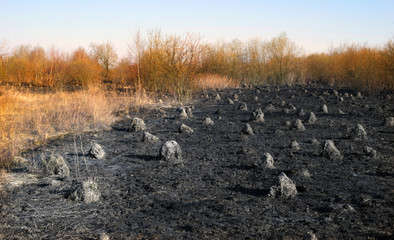 Burned field with anthills