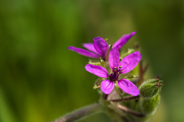 Fototapeta na wymiar Purple spring flower among green leaves