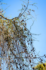 tree branches in springtime with beautiful blue sky