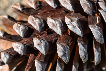 Pine cone close up, nature background