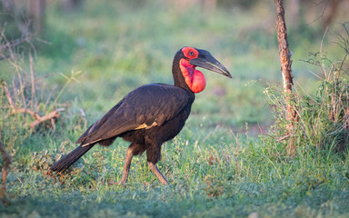 A ground hornbill walking on grass