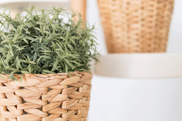 wicker wooden light pot with green decorative plant on a white background