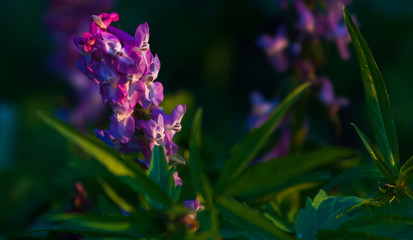 Beautiful purple wild flower in sunset. Spring forest