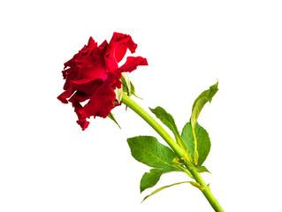 close up red rose isolated on white background