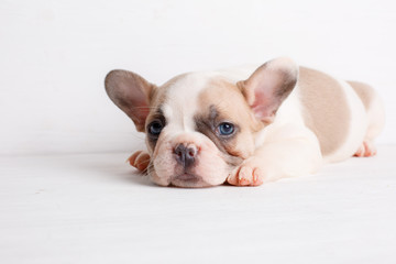 french bulldog puppy on white