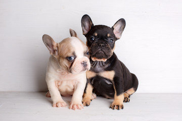 2 french bulldog puppies