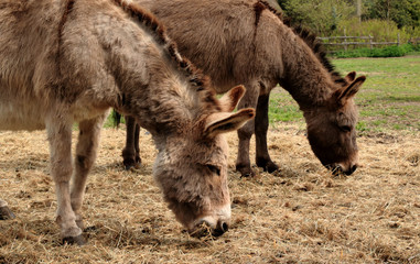 Fototapeta premium couple of donkey in Bokrijk, Belgium