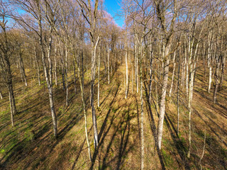 Luftbild von kahlen Laubbäumen im Wald