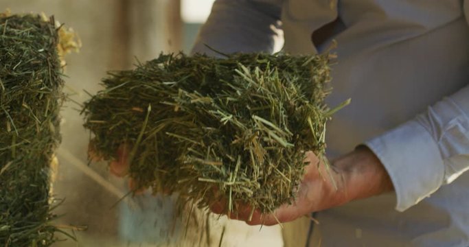 Close up shot of an young successful man farmer is controlling with his hands at the moment harvested biologic mulched alfalfa plant. Concept:  silage, green manure, environment, livestock fodder
