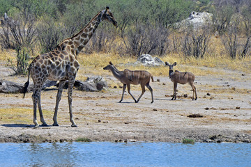 Giraffe and Kudus