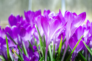 Side view close-up of stems and flowers of a small grouping of blooming purple crocus flowers against a light background