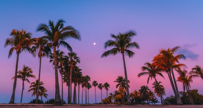 palm tree beach sky tropical sunrise sunset blue pink coconut landscape summer sea nature sun silhouette cloud eden ocean vacation prints dusk