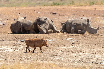 Warthog and three sleeping white rhinos in Nairobi National Park