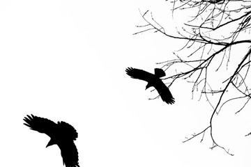 Krähen schwarz auf weiss