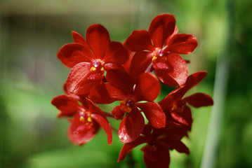 Red orchid flower in botanic garden